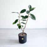 درختچه فیکوس بلک متوسط،از زاویه بالا