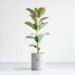 فیکوس ابلق ظاهری زیبا دارد.