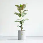 فیکوس ابلق ظاهری زیبا دارد.