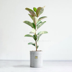 فیکوس ابلق ظاهری زیبا دارد.