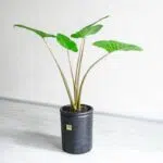 بابا آدم متوسط برای هر مکانی مناسب است.
