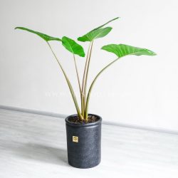 بابا آدم متوسط برای هر مکانی مناسب است.