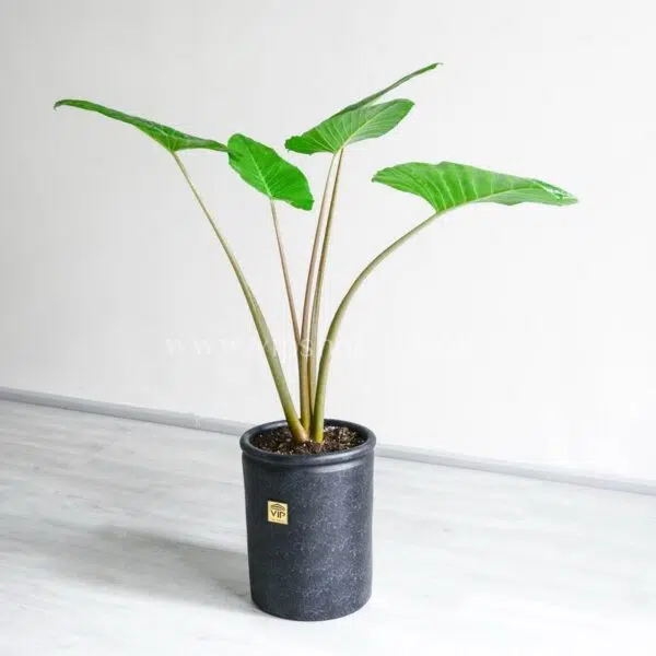 بابا آدم متوسط برای هر مکانی مناسب است.