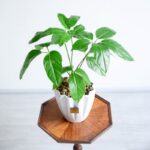 شفلرا آمیت آپارتمانی