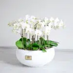 ارکیده سفید 20 شاخه مجذوب کننده است.