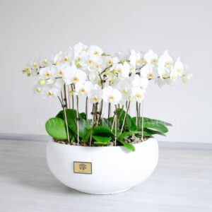 ارکیده سفید 20 شاخه مجذوب کننده است.