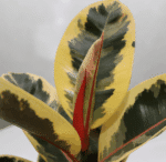 گلدان آپارتمانی فیکوس ابلق - Image 6