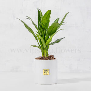 خرید اینترنی و آسان خرید گلدان آپارتمانی آپارتمانی آگلونما بلک