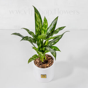 خرید اینترنی و آسان خرید گلدان آپارتمانی آپارتمانی آگلونما بلک