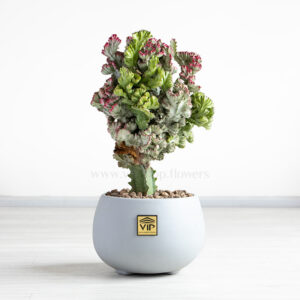 کاکتوس افوربیا دفرمه خاص ترین است.