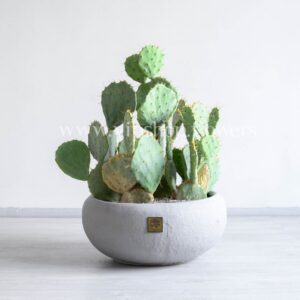 پک کاکتوس با گلدان گرد