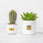 پک ساکولنت و کاکتوس پاخیسرئوس و اشپریا