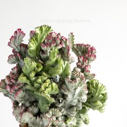 برگ گیاه کاکتوس افوربیا لاکتی دفرمه خاص است.