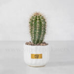 پک ساکولنت و کاکتوس شماره 4 - Image 3