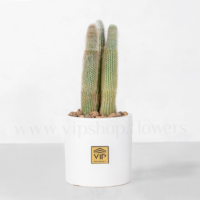 Cactus Collection Houseplant VIP Online Flower Shop Gallery 2 2