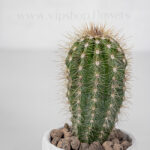 پک ساکولنت و کاکتوس پاخیسرئوس و اشپریا