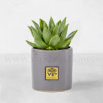 پک ساکولنت و کاکتوس پاخیسرئوس و اشپریا