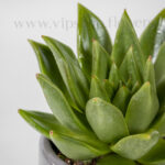 پک ساکولنت و کاکتوس پاخیسرئوس و اشپریا