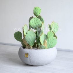 پک کاکتوس با گلدان طوسی