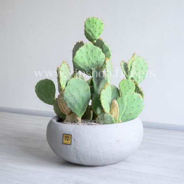 پک کاکتوس با گلدان طوسی