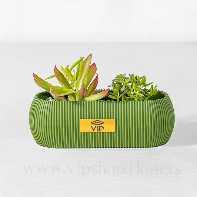 Cactus Collection Houseplant VIP Online Flower Shop Gallery 5