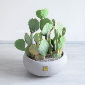 پک کاکتوس با گلدان طوسی از نمای بالا