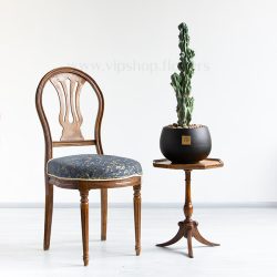 ابعاد کاکتوس صخره ای سرئوس با گدان مشکی مناسب برای نگهداری در منزل است.