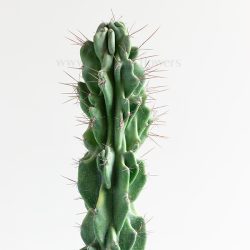 بدنه کاکتوس صخره ای سرئوس زیبا است.