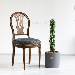 ابعاد کاکتوس صخره ای سرئوس با گدان طوسی مناسب برای نگهداری در منزل است.