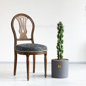 ابعاد کاکتوس صخره ای سرئوس با گدان طوسی مناسب برای نگهداری در منزل است.