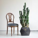ابعاد کاکتوس صخره ای سرئوس غول پیکر بزرگ است.