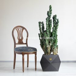 ابعاد کاکتوس صخره ای سرئوس غول پیکر بزرگ است.