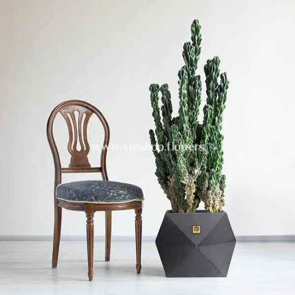 ابعاد کاکتوس صخره ای سرئوس غول پیکر بزرگ است.