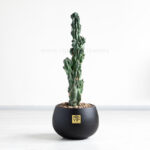 کاکتوس صخره ای سرئوس