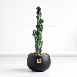 کاکتوس صخره ای سرئوس