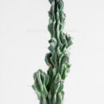 کاکتوس صخره ای سرئوس