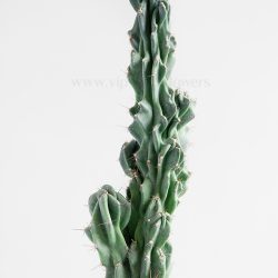 کاکتوس صخره ای سرئوس