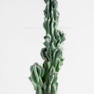 کاکتوس صخره ای سرئوس