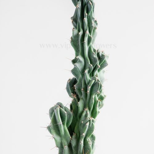 کاکتوس صخره ای سرئوس