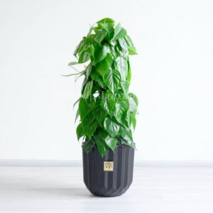 گلدان آپارتمانی فیلودندرون اسکاندیس