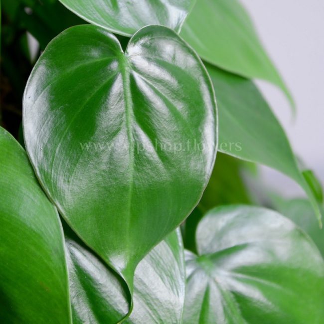 گیاه فیلودندرون اسکاندیس گیاهی مقاوم و خانگی است.
