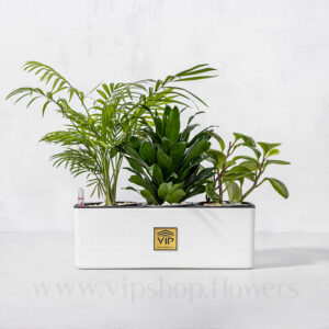 پک گیاهان آپارتمانی