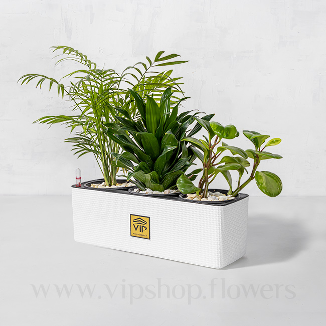 Houseplant VIP Online Flower Shop Gallery 2 3
