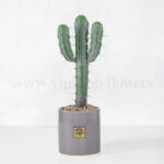 کاکتوس میرتلو پایه آبی