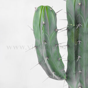 کاکتوس میرتلو پایه آبی