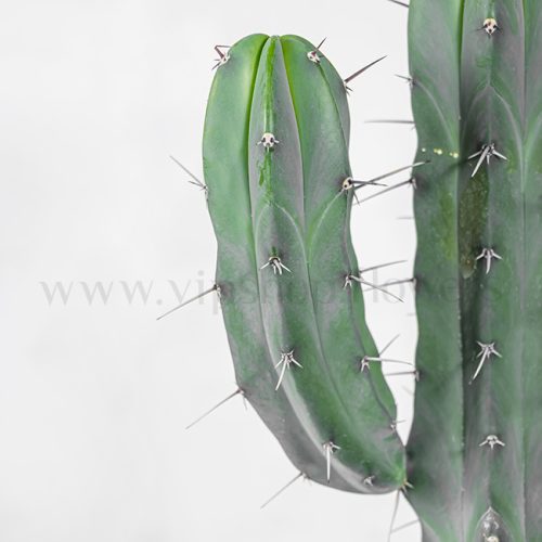 کاکتوس میرتلو پایه آبی