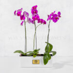 گلدان ارکیده سرخابی