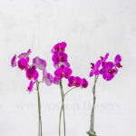 پک گلدان ارکیده سرخابی - Image 3