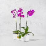 ارکیده سرخابی