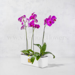 ارکیده سرخابی